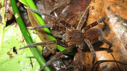 pfui-spinne-9b (jpg) pfui-spinne-9b (jpg)