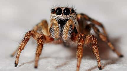 pfui-spinne-1 (jpg) pfui-spinne-1 (jpg)