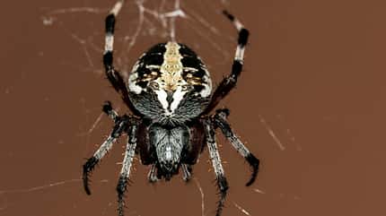 pfui-spinne-4 (jpg) pfui-spinne-4 (jpg)