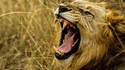 od-loewe-free Löwe lauteste Tiere (jpg) od-loewe-free Löwe lauteste Tiere (jpg)