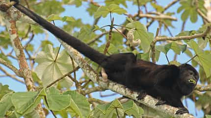 od-affe-free (jpg) od-affe-free (jpg)