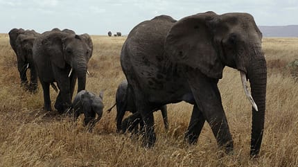 od-elefant-free (jpg) od-elefant-free (jpg)
