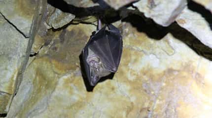 od-fledermaus-free (jpg) od-fledermaus-free (jpg)