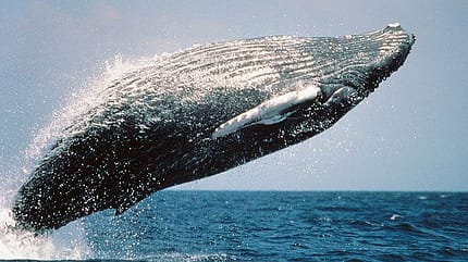 OD 0711 Basislager natur tiere meer buckelwal OD 0711 Basislager natur tiere meer buckelwal