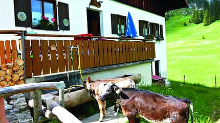 OD-SH-Bayern-2015-Alpe-Dinjörgen OD-SH-Bayern-2015-Alpe-Dinjörgen