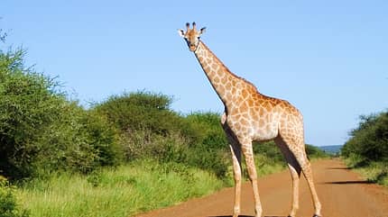 OD Giraffe in Südafrika OD Giraffe in Südafrika