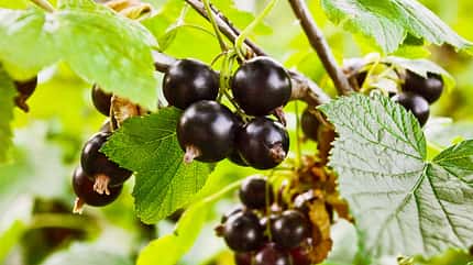 od-essbare-pflanzen-Schwarze_Johannisbeere_COLOURBOX5506912.jpg od-essbare-pflanzen-Schwarze_Johannisbeere_COLOURBOX5506912.jpg