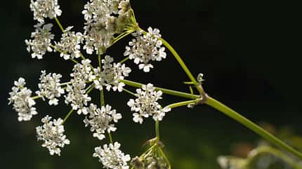 od-essbare-pflanzen-Wiesenkerbel_COLOURBOX1718558.jpg od-essbare-pflanzen-Wiesenkerbel_COLOURBOX1718558.jpg