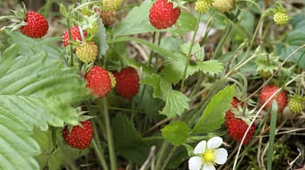 od-essbare-pflanzen-Erdbeere_Wild_COLOURBOX2972892.jpg od-essbare-pflanzen-Erdbeere_Wild_COLOURBOX2972892.jpg
