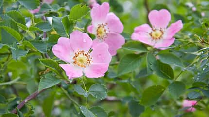 od-essbare-pflanzen-Wilde_Rose_COLOURBOX2293109.jpg od-essbare-pflanzen-Wilde_Rose_COLOURBOX2293109.jpg