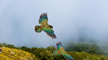 OD_0210_Neuseeland_12 (jpg)