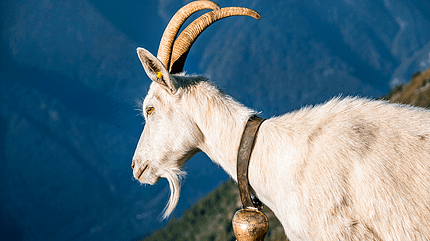 od-0419-reise-tessin-via-alta-vallemaggia-3 (jpg) od-0419-reise-tessin-via-alta-vallemaggia-3 (jpg)