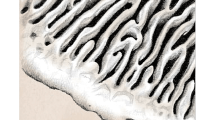 od-1018-pfalz-pilze-labyrinthische-poren (jpg) od-1018-pfalz-pilze-labyrinthische-poren (jpg)