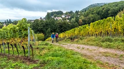 od-1018-pfalz-6 (jpg) od-1018-pfalz-6 (jpg)