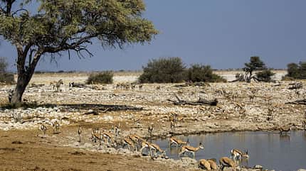 OD 0212 Namibia Afrika Springbock Antilope Wasserloch Wüste Tiere Natur Wildnis OD 0212 Namibia Afrika Springbock Antilope Wasserloch Wüste Tiere Natur Wildnis