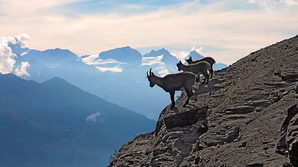 kl-alpinklettern-schweiz-steinbock-berner-oberland-c-marcel-dettling-6179 (jpg) kl-alpinklettern-schweiz-steinbock-berner-oberland-c-marcel-dettling-6179 (jpg)