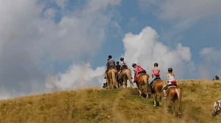 od-2018-idm-suedtirol-haflinger (jpg) od-2018-idm-suedtirol-haflinger (jpg)