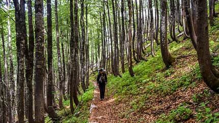 od-0217-leserreportage-kroatien-Zavizan-wald (jpg) od-0217-leserreportage-kroatien-Zavizan-wald (jpg)