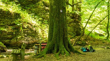 od-2016-hunsrueck-Wanderer-im-Baybachtal6-baum (jpg) od-2016-hunsrueck-Wanderer-im-Baybachtal6-baum (jpg)