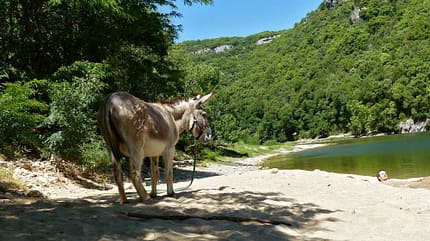 OD 0916 Leserreportage Frankreich Eseltrekking Camp Mille Etoiles OD 0916 Leserreportage Frankreich Eseltrekking Camp Mille Etoiles