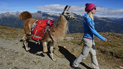 od-2014-lamatrekking-5 (jpg) od-2014-lamatrekking-5 (jpg)