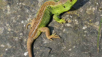 OD 0911 BL Natur Zauneidechse OD 0911 BL Natur Zauneidechse
