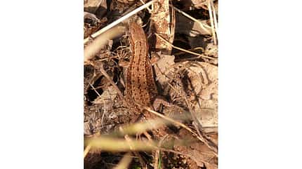 OD 0911 BL Natur Waldeidechse OD 0911 BL Natur Waldeidechse