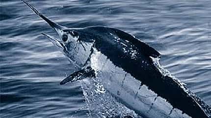 OD Basislager 0111 Blauer Marlin National Oceanic and Atmospheric Administration Wikimedia (jpg) OD Basislager 0111 Blauer Marlin National Oceanic and Atmospheric Administration Wikimedia (jpg)