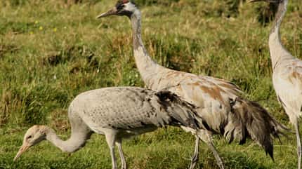 OD Kranich Vogel Vögel Wasser OD Kranich Vogel Vögel Wasser