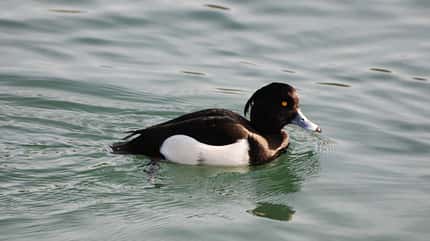 OD Reiherente Vogel Vögel Wasser OD Reiherente Vogel Vögel Wasser