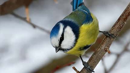 OD Tierwelt Singvögel Vogel Blaumeise OD Tierwelt Singvögel Vogel Blaumeise