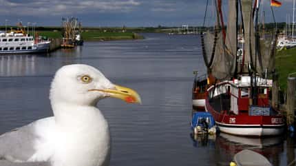 OD Ostfriesland Möwe Nordsee pixelio OD Ostfriesland Möwe Nordsee pixelio