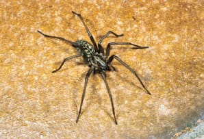 OD Hausspinne