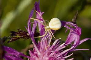 OD Krabbenspinne