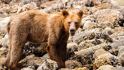 od-0219-kanada-Wilderness-International-Ein-junger-Grizzly od-0219-kanada-Wilderness-International-Ein-junger-Grizzly