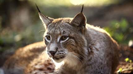 OD 2018 Luchs Natur Wald Tiere OD 2018 Luchs Natur Wald Tiere