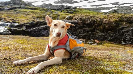 Outdoor-Zubehör für den Hund Outdoor-Zubehör für den Hund