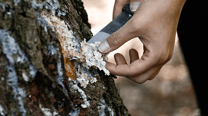 Basislager: Bushcraft - Fackel bauen Basislager: Bushcraft - Fackel bauen