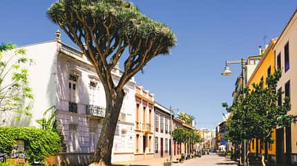 Drachenbaum in San Cristobal de La Laguna, Teneriffa Drachenbaum in San Cristobal de La Laguna, Teneriffa