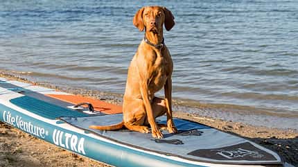SUP-Boards SUP-Boards
