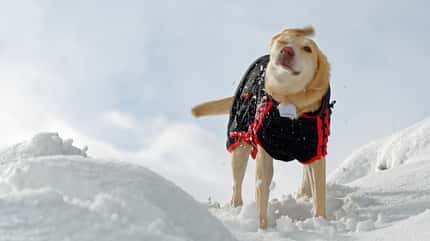 Schnee Wandern mit Hund, Tourenplanung und Ausrüstung