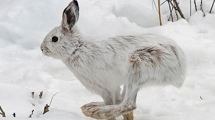 Basis Lager 02/2021: Tiere im Winter 