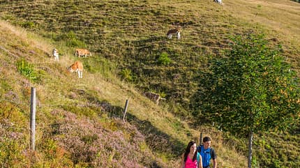 Auf dem Albsteig im Schwarzwald Auf dem Albsteig im Schwarzwald