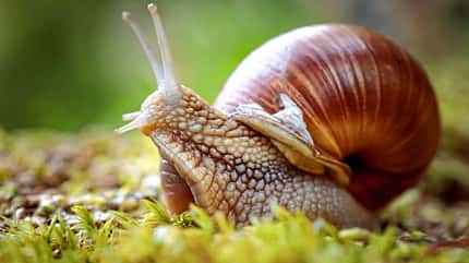 antenna,helix pomatia,small,snail,forest,roman,pomatia,house,lif Schneckenkunde 11/2021