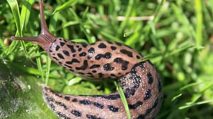 tigerschnegel,tier,natur,green,entschleunigen,gras,schnecke,nacktschnecke,wasser,auge,braun,garten Schneckenkunde 11/2021