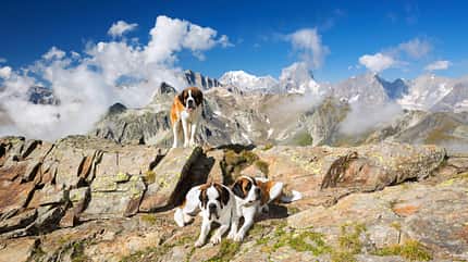 Alpen,Bernhardiner,Europa,Fauna,Herbst,Hund,Pays du Saint-Bernard,Saint Bernard,Schweiz,St. Bernard,Tierwelt,Unterwallis,Valais,Wallis,chien,dog Aostatal 12/2021