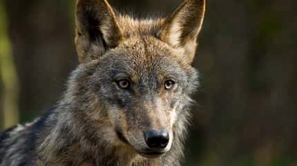 Wolf Wolf