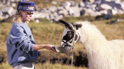 GettyImages/Ingram Publishing: Kaukasische Frau füttert ein Lama GettyImages/Ingram Publishing: Kaukasische Frau füttert ein Lama