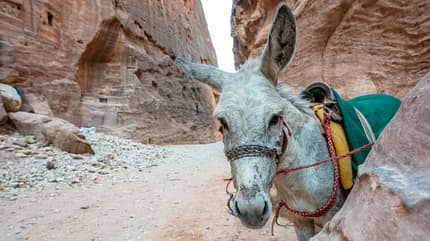 GettyImages/Paul Biris: Ein Esel mit buntem Zaumzeug in der antiken Stadt Petra, Jordanien GettyImages/Paul Biris: Ein Esel mit buntem Zaumzeug in der antiken Stadt Petra, Jordanien