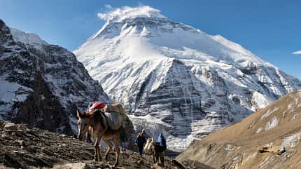 GettyImages/Westend61: Trekking-Gruppe mit Lasttieren am Chonbarden-Gletscher, Dhaulagiri, Französischer Pass, Dhaulagiri Circuit Trek, Himalaya, Nepal GettyImages/Westend61: Trekking-Gruppe mit Lasttieren am Chonbarden-Gletscher, Dhaulagiri, Französischer Pass, Dhaulagiri Circuit Trek, Himalaya, Nepal